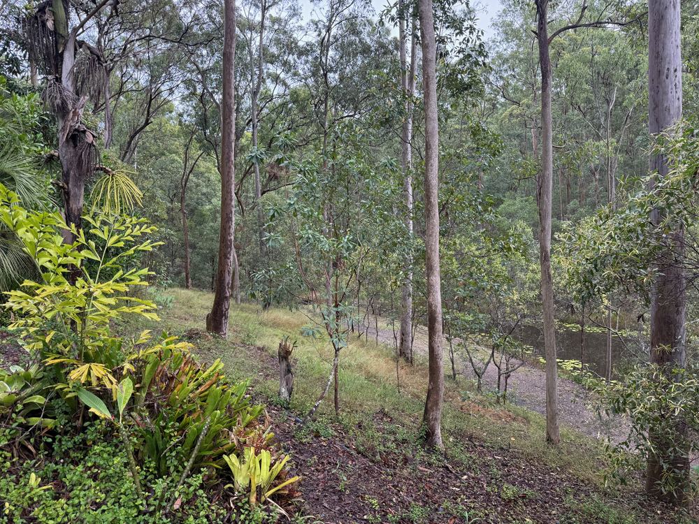 A rural block under tall gum trees, the kind of lot where bushfire and environmental overlays apply